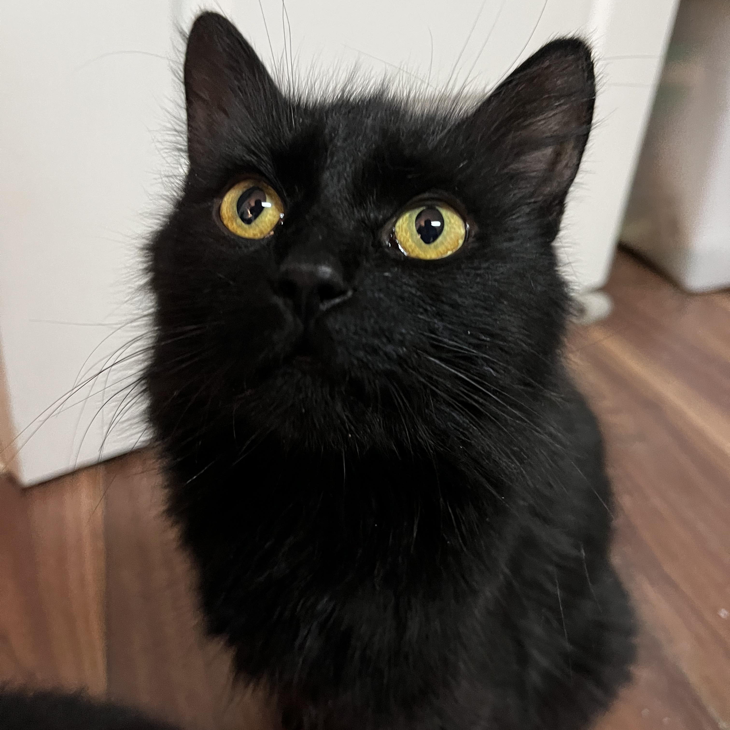 Enlarge Ginny (FA/FF), a ADOPTABLE Domestic Long Hair in Sainte-Angele-de-Monnoir, QC image 5/5