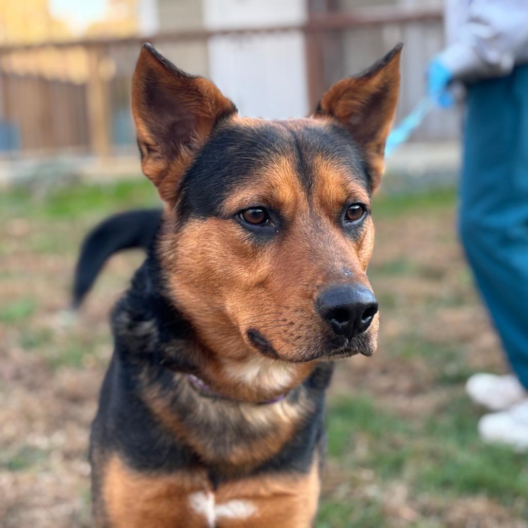 Patrick, Adoptable, Adult Male Mixed Breed.