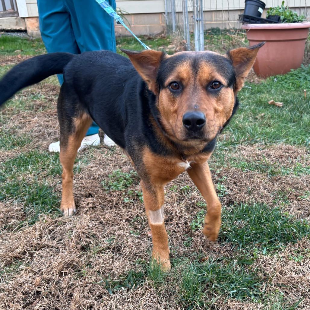 Enlarge Patrick, a Adoptable Mixed Breed in Mebane, NC image 3/4