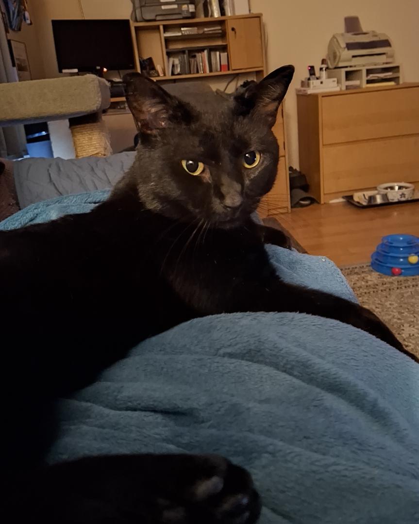 Pumpkin, ADOPTABLE, Young Male Domestic Short Hair.