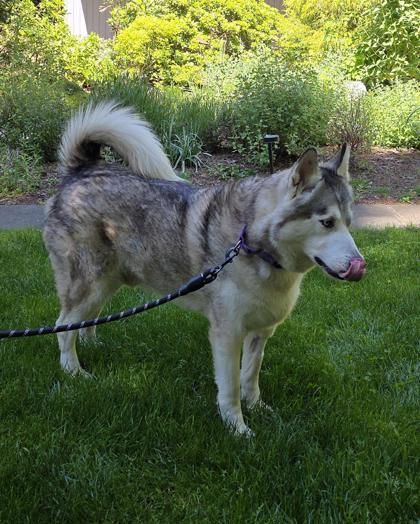 Sky, Adoptable, Senior Male Siberian Husky & Mixed Breed.
