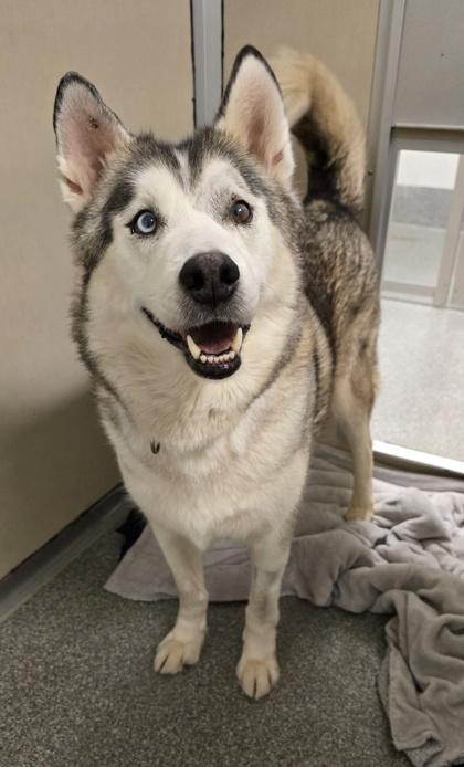 Sky, a Adoptable mixed breed in Bellevue, WA image 2/3