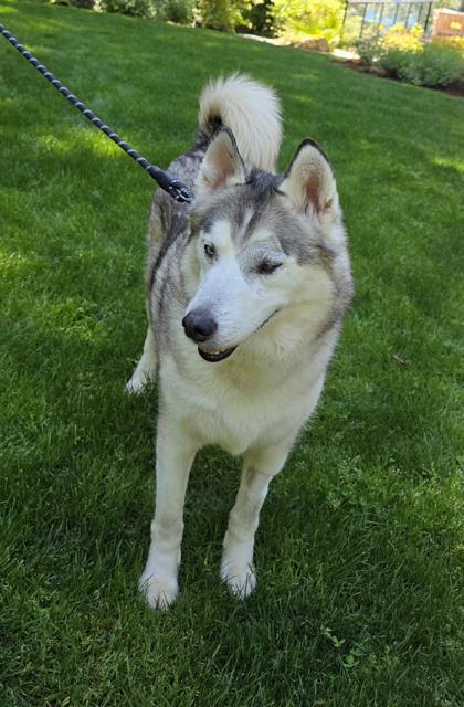 Sky, a Adoptable mixed breed in Bellevue, WA image 3/3