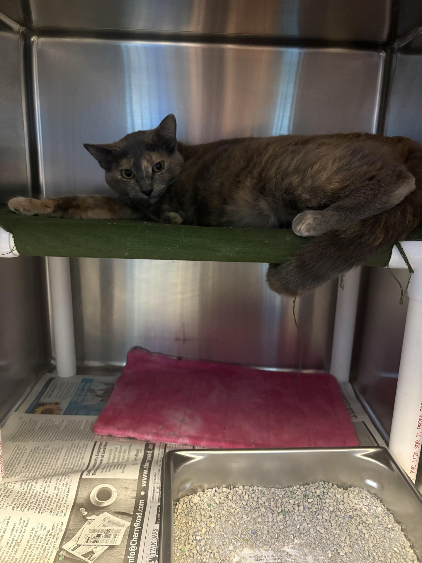 26-0522 "Amiri", Adoptable, Adult Female Domestic Short Hair.
