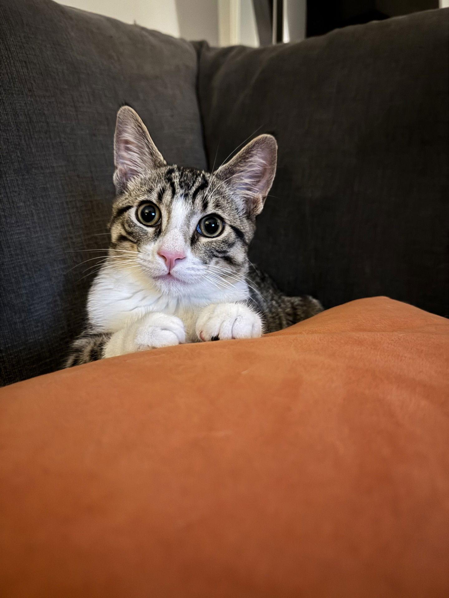 EMILIO, Adoptable, Young Male Domestic Short Hair.