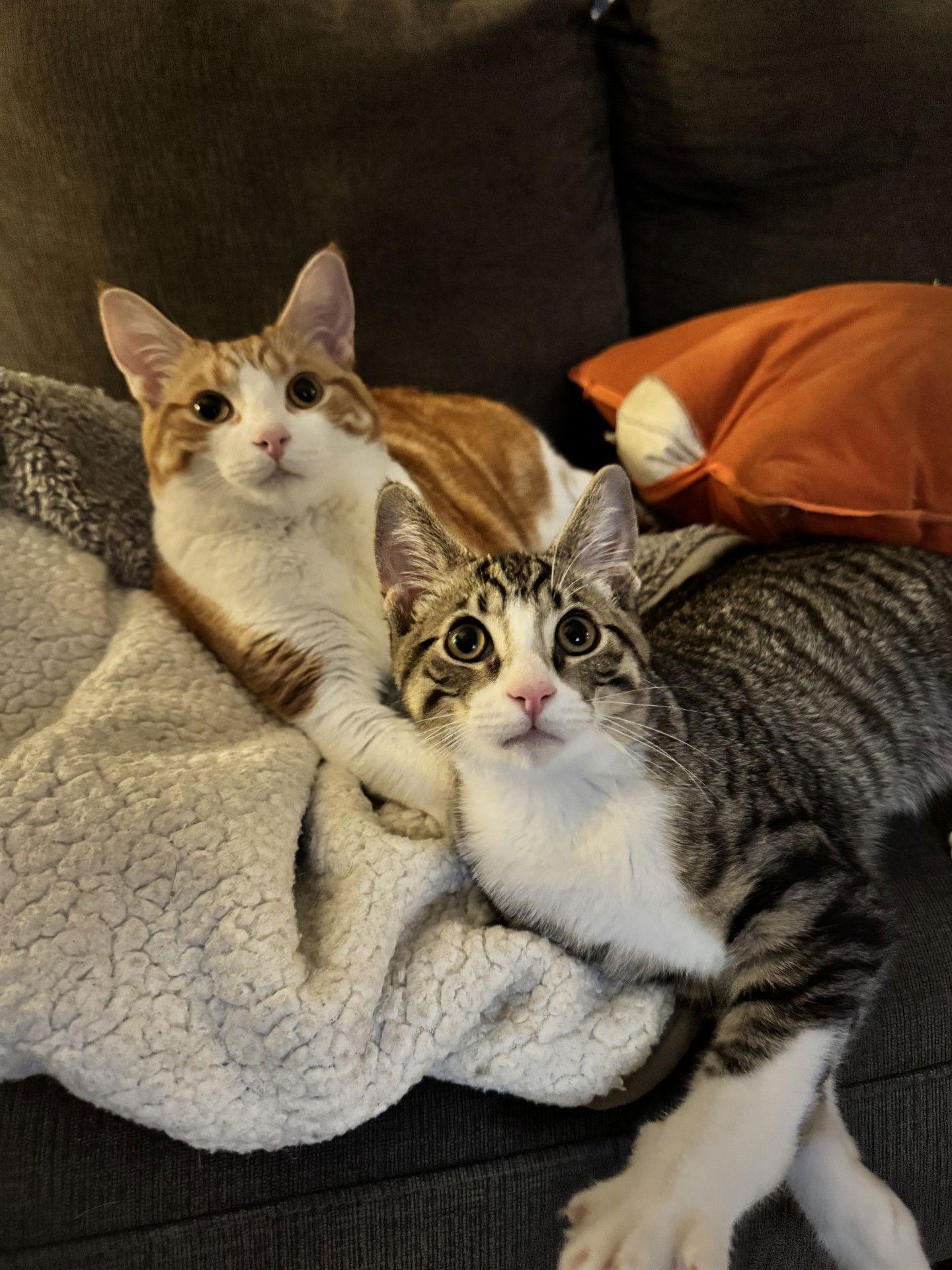 Enlarge EMILIO, a Adoptable Domestic Short Hair in London, ON image 3/3