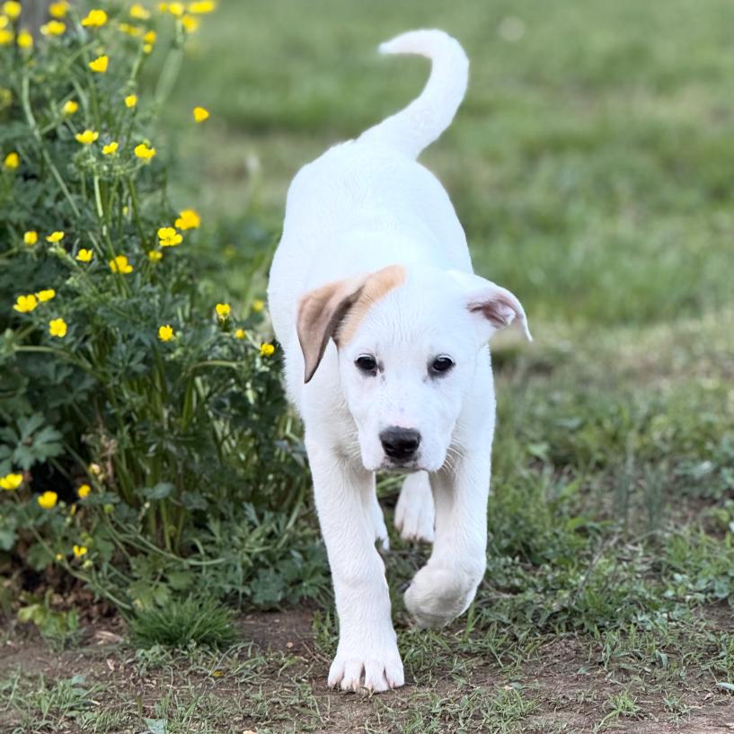 Paris, Adoptable, Puppy Female Great Pyrenees & Mixed Breed.