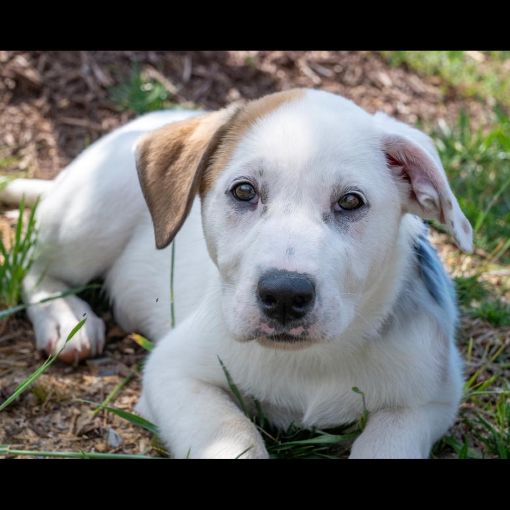 Enlarge Paris, a Adoptable mixed breed in Centerville, TN image 2/6