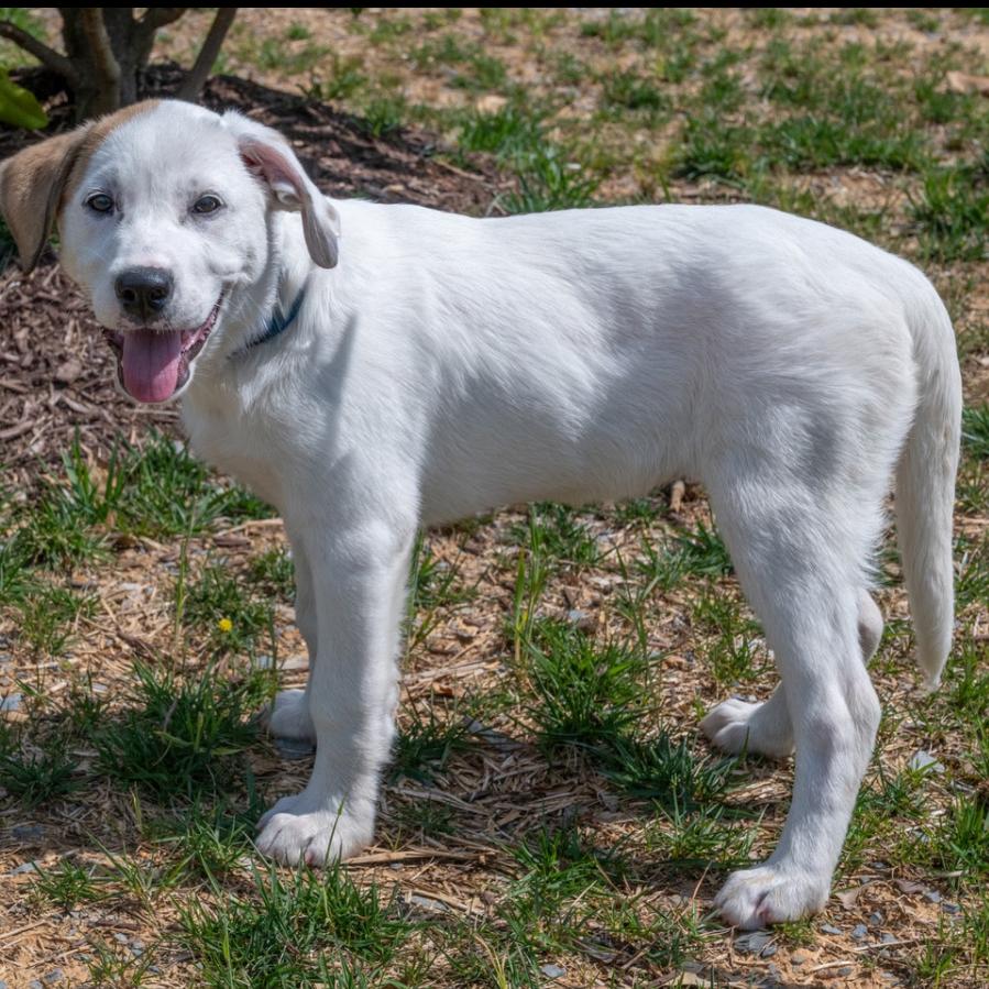 Enlarge Paris, a Adoptable mixed breed in Centerville, TN image 3/6