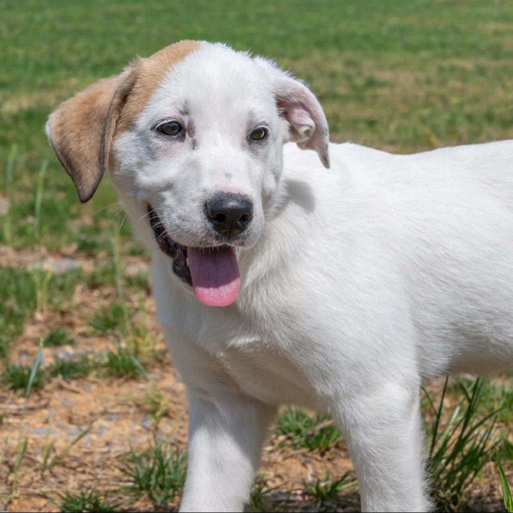 Enlarge Paris, a Adoptable mixed breed in Centerville, TN image 5/6