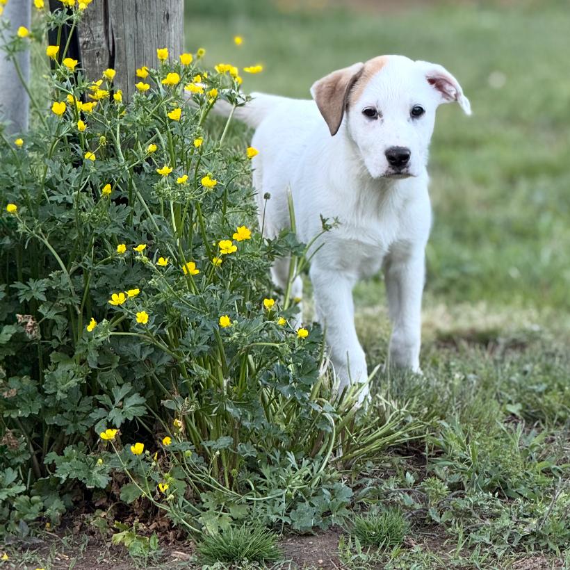 Enlarge Paris, a Adoptable mixed breed in Centerville, TN image 6/6