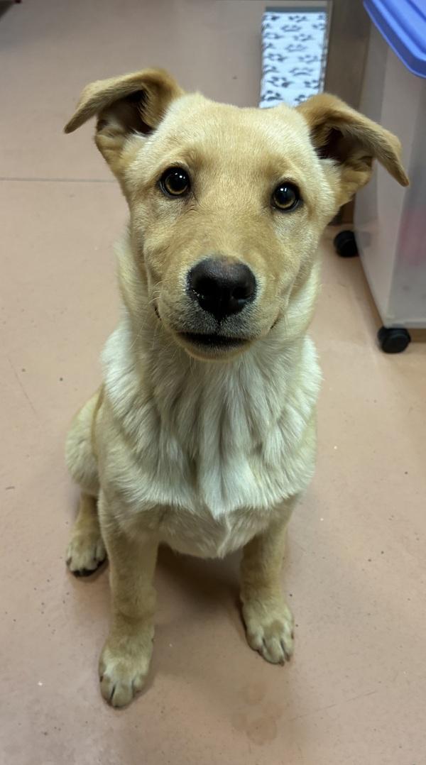 Enlarge Pastel, a Adoptable mixed breed in Kennewick, WA image 1/1