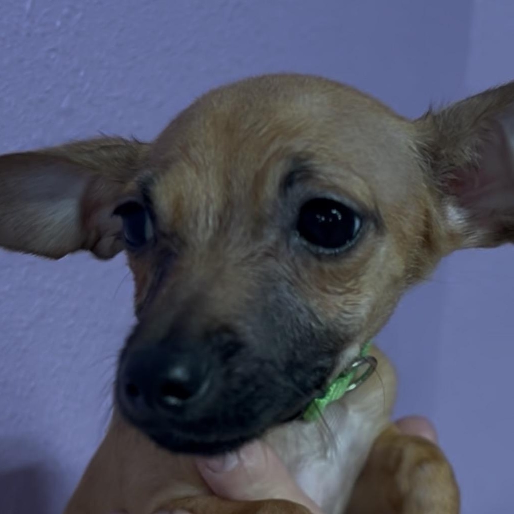 Cedar, Adopted, Puppy Female Chihuahua.