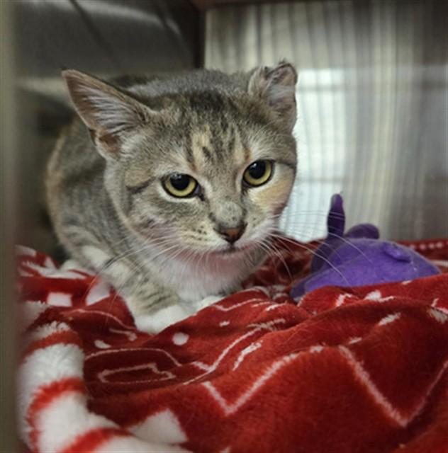 CIELLO, Adoptable, Young Female Domestic Short Hair.