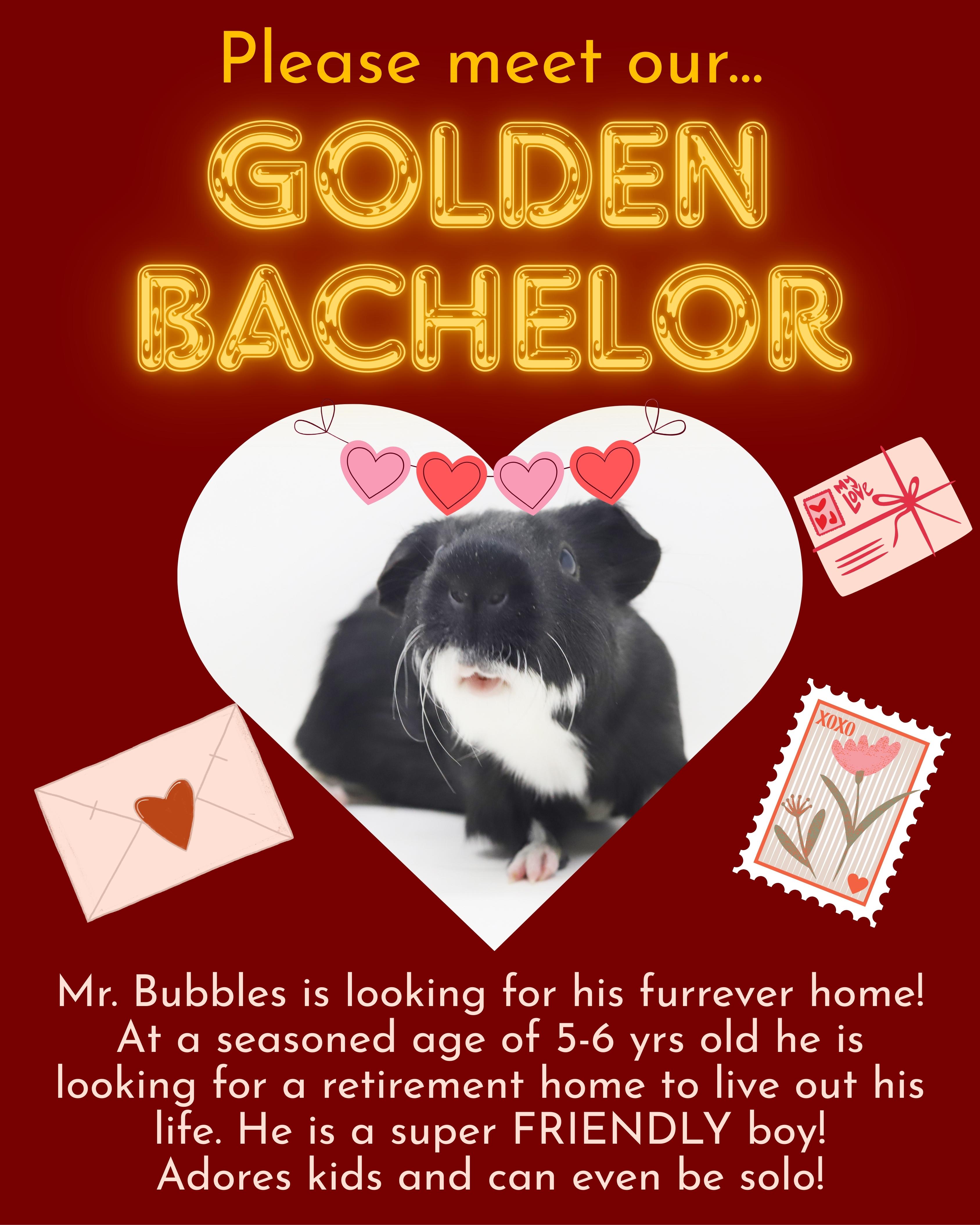 Mr Bubbles - our senior Golden Bachelor is looking for love!  CAN BE SOLO TOO!!  Super FRIENDLY!!, Adoptable, Senior Male Guinea Pig.