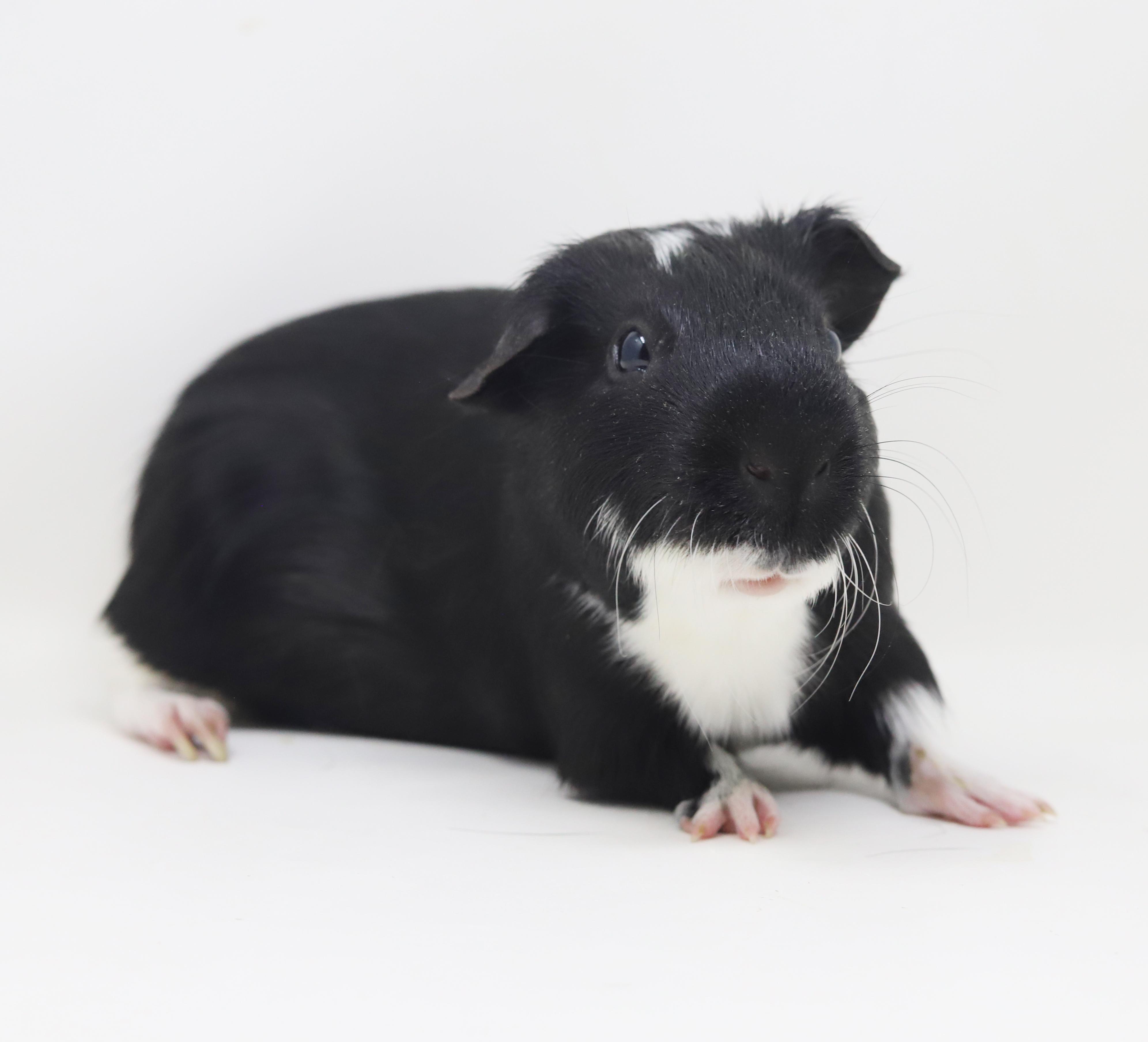 Enlarge Mr Bubbles - our senior Golden Bachelor is looking for love!  CAN BE SOLO TOO!!  Super FRIENDLY!!, a Adoptable Guinea Pig in Bedford Hills, NY image 4/6