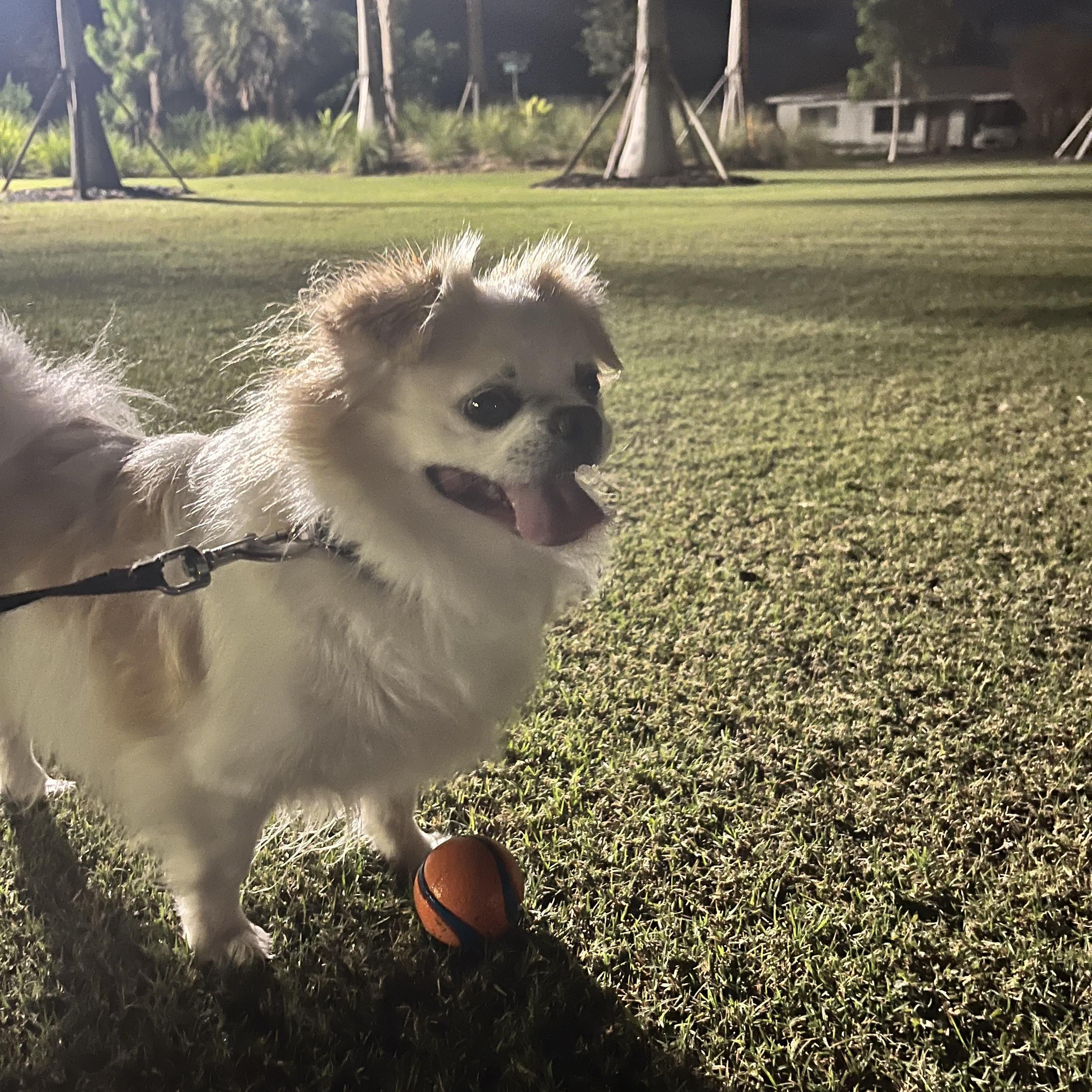 Enlarge Alfie, a Adoptable Japanese Chin in Bradenton, FL image 5/6