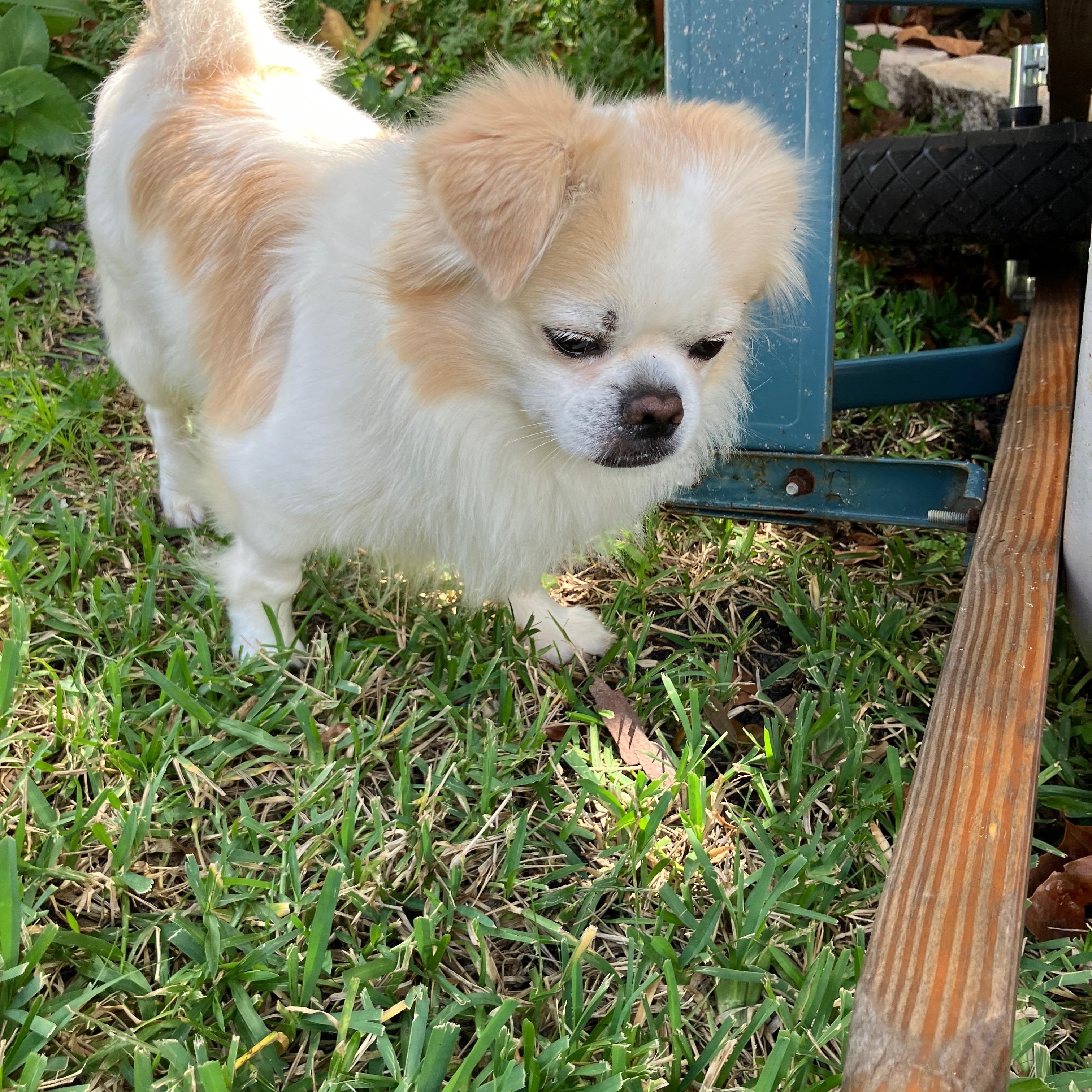 Alfie, Adoptable, Puppy Male Tibetan Spaniel.