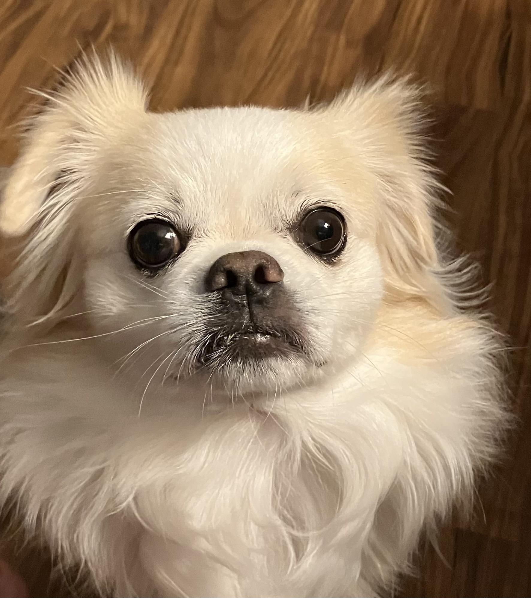 Alfie, Adoptable, Puppy Male Tibetan Spaniel.