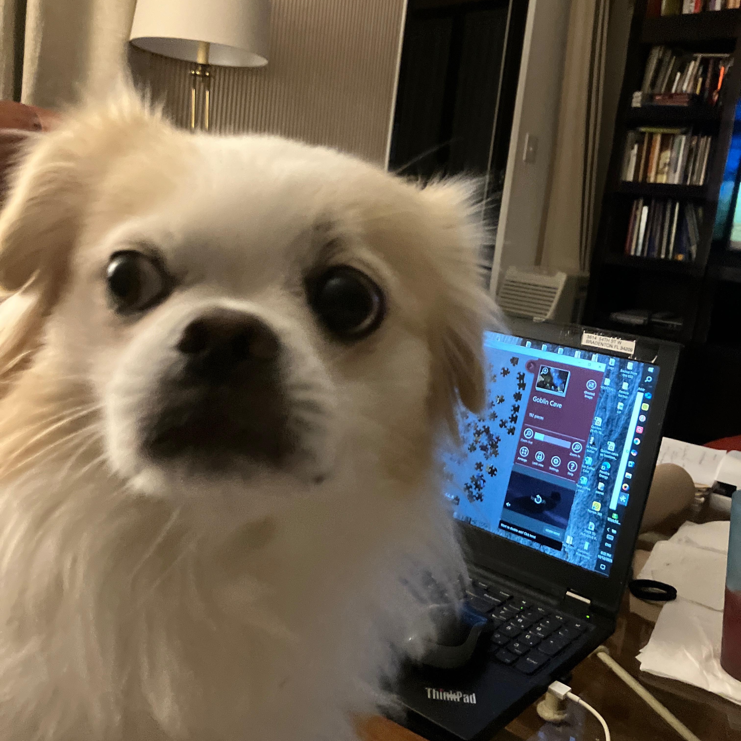 Alfie, a Adoptable Tibetan Spaniel in Bradenton, FL image 5/6