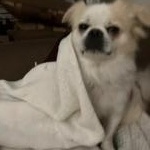 Alfie, a Adoptable Tibetan Spaniel in Bradenton, FL image 1/6