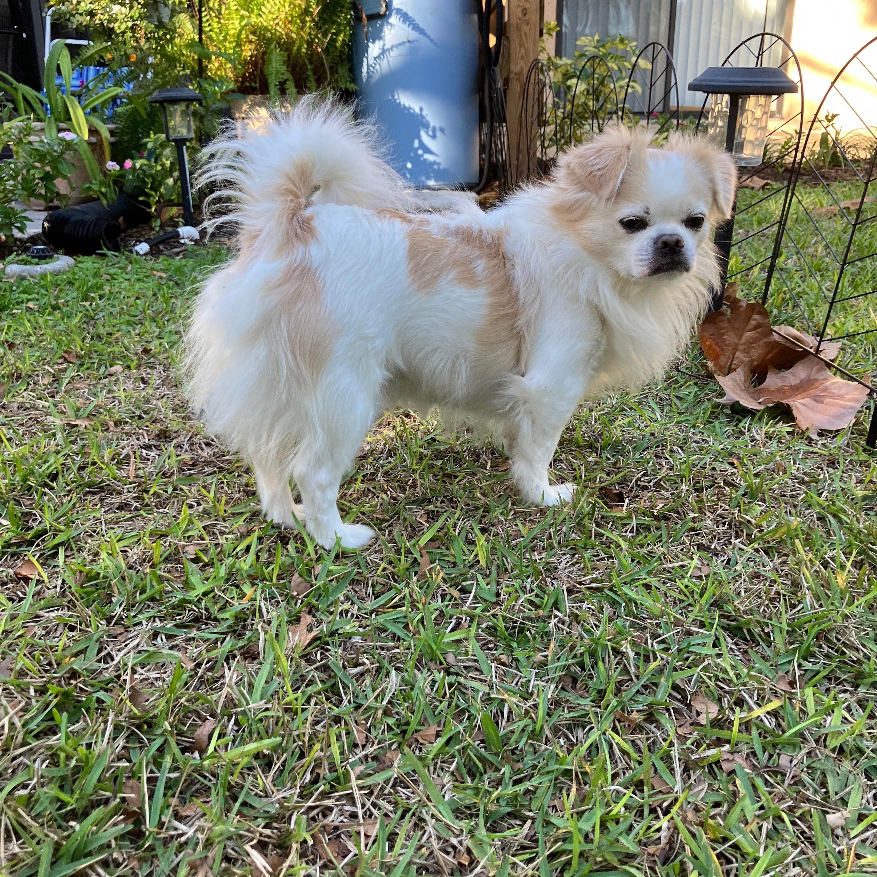 Alfie, Adoptable, Puppy Male Tibetan Spaniel.