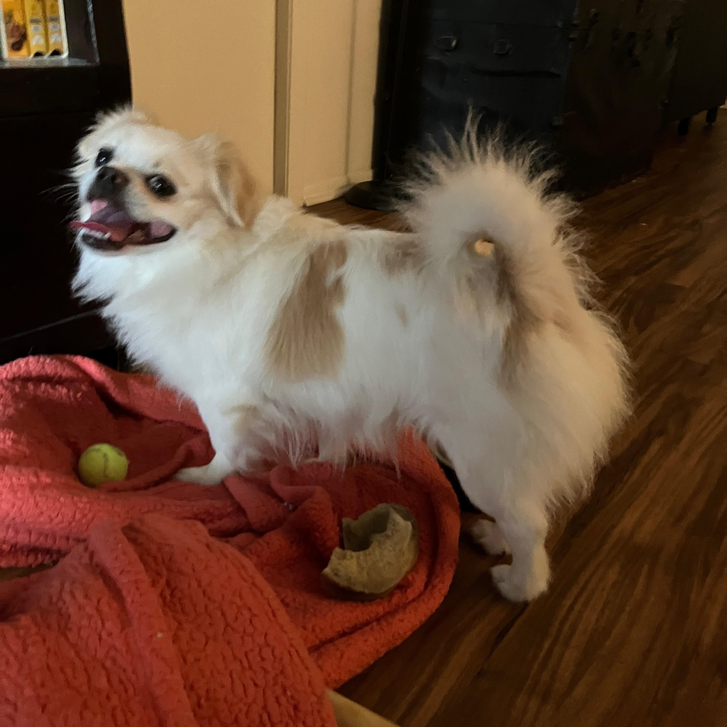 Alfie, a Adoptable Tibetan Spaniel in Bradenton, FL image 3/6
