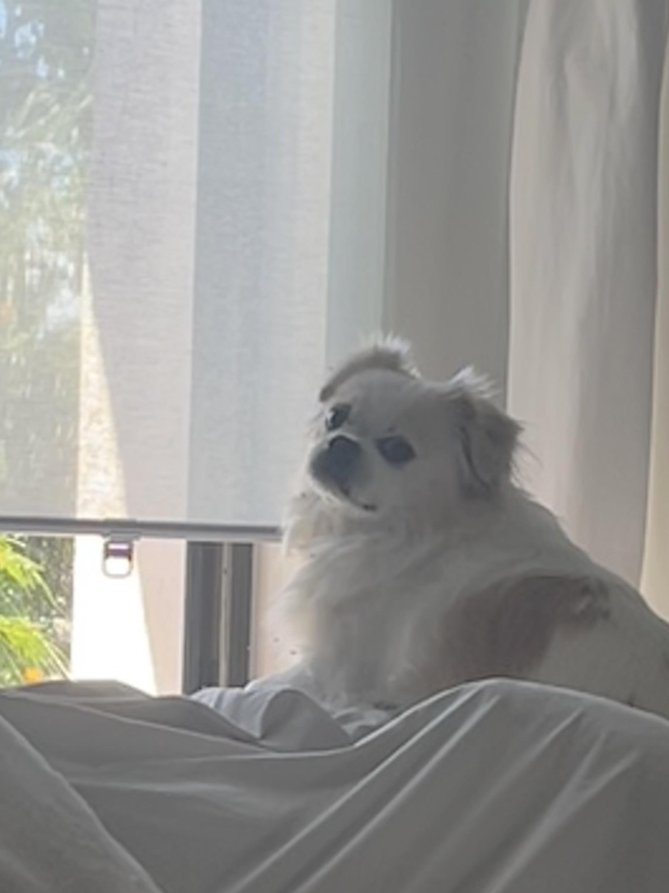 Enlarge Alfie, a Adoptable Japanese Chin in Bradenton, FL image 6/6