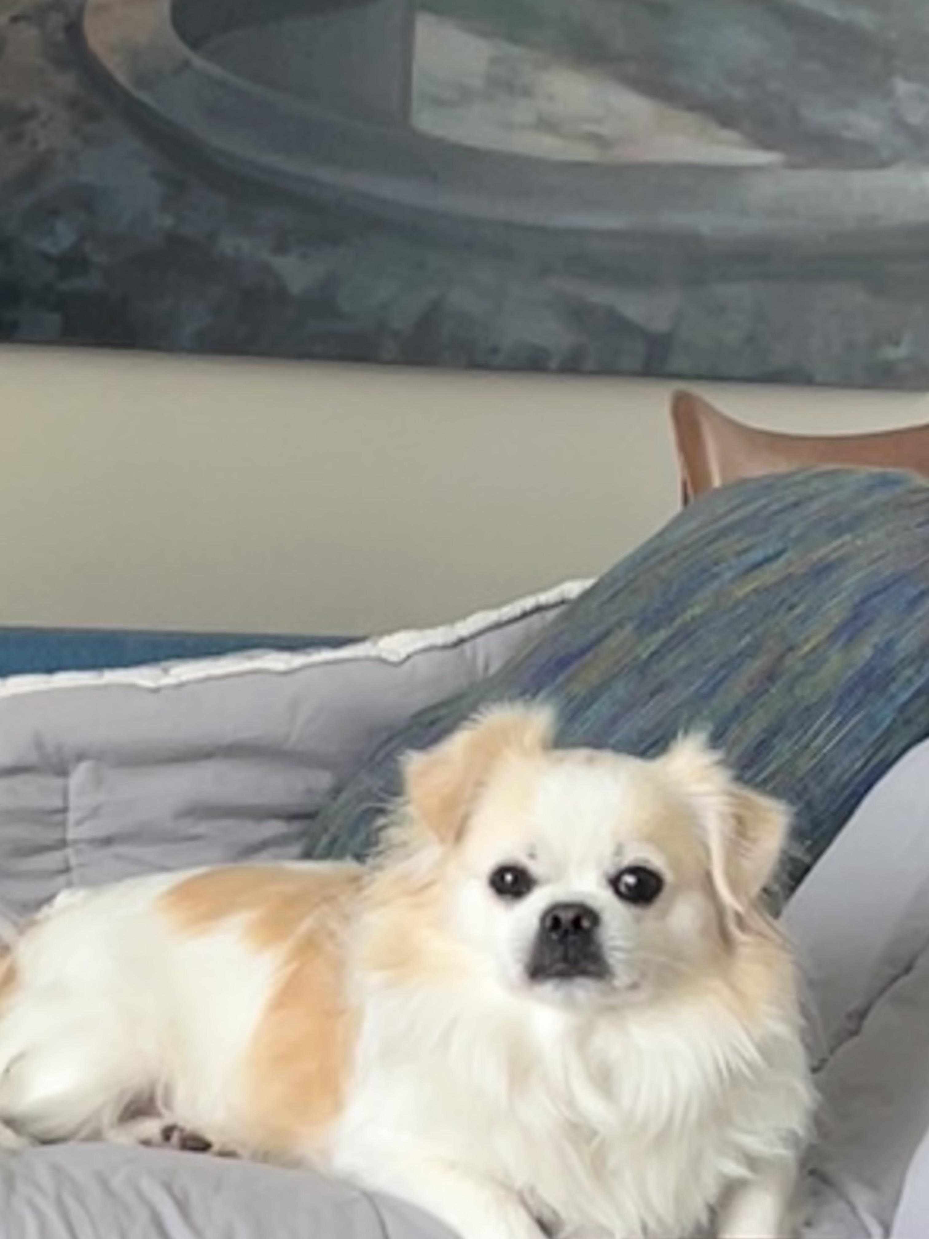 Alfie, Adoptable, Young Male Japanese Chin.