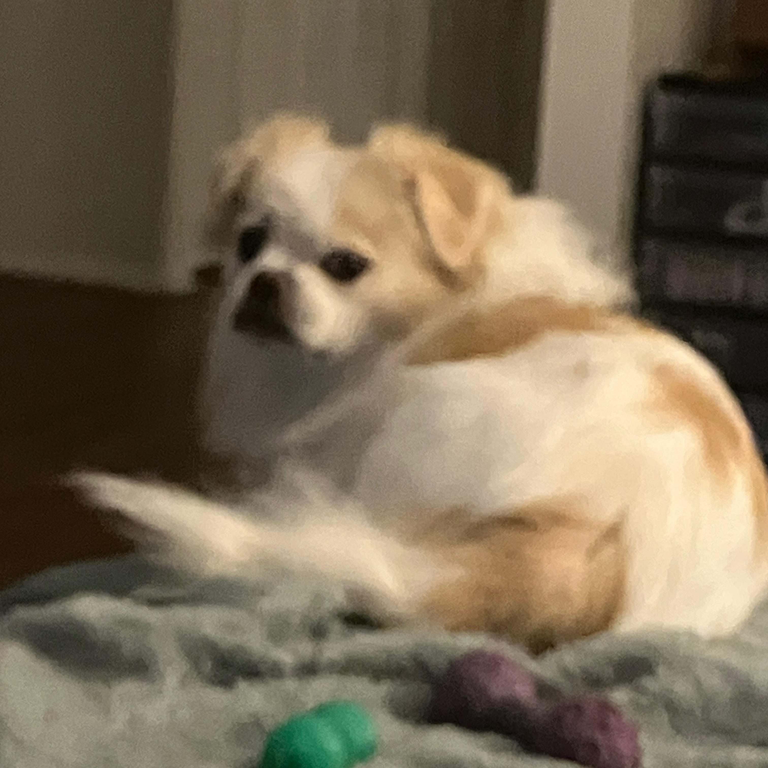 Alfie, a Adoptable Tibetan Spaniel in Bradenton, FL image 4/6