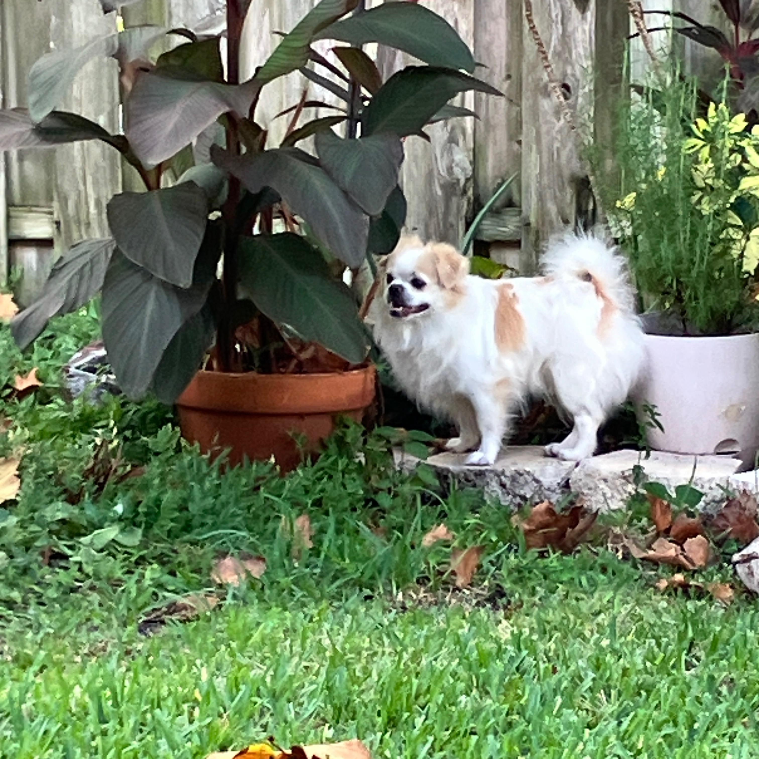 Alfie, a Adoptable Tibetan Spaniel in Bradenton, FL image 6/6