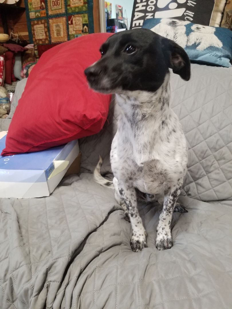Phantom, Adopted, Adult Male Rat Terrier.