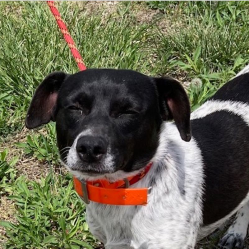 Enlarge Phantom, a Adopted mixed breed in Yellville, AR image 2/4