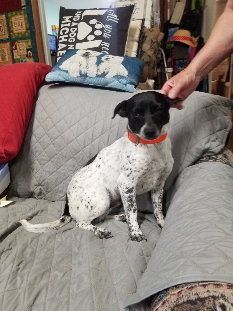 Enlarge Phantom, a Adopted mixed breed in Yellville, AR image 3/4