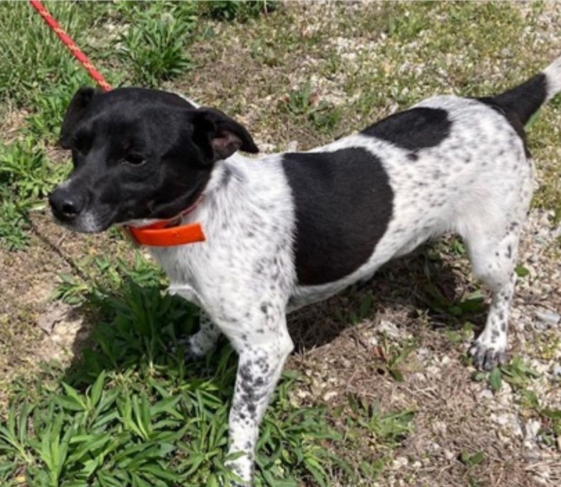 Enlarge Phantom, a Adopted mixed breed in Yellville, AR image 4/4