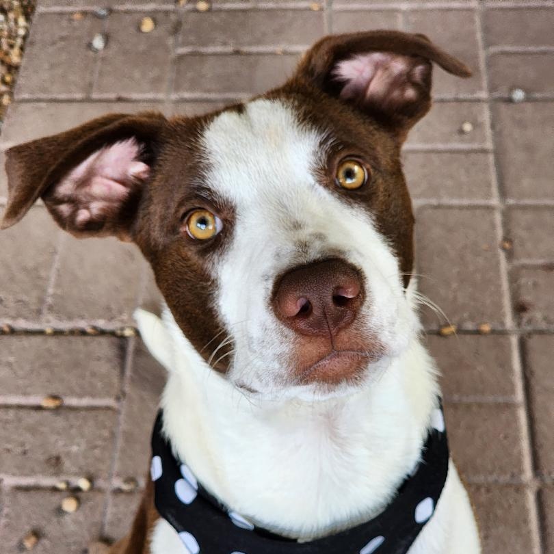 Boomer, a Adoptable mixed breed in Phenix City, AL image 5/6