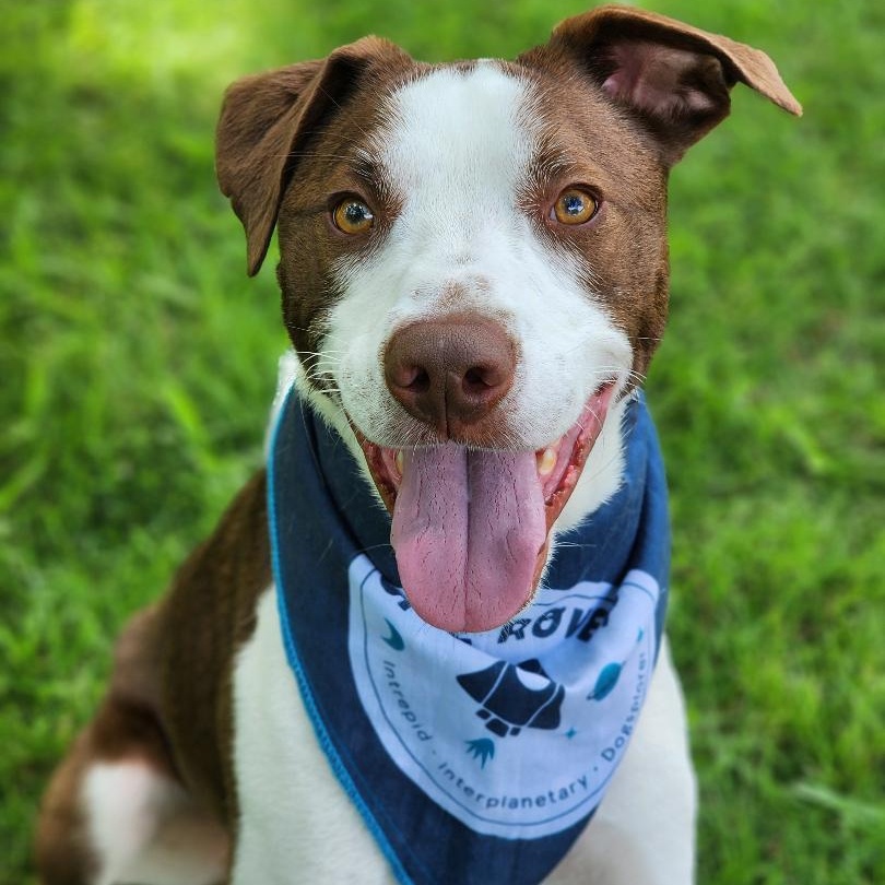 Boomer, Adoptable, Adult Male Labrador Retriever & Pointer.