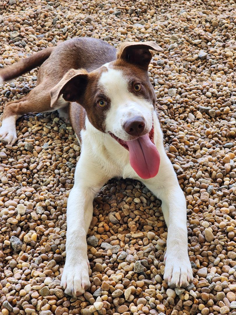 Boomer, a Adoptable mixed breed in Phenix City, AL image 6/6