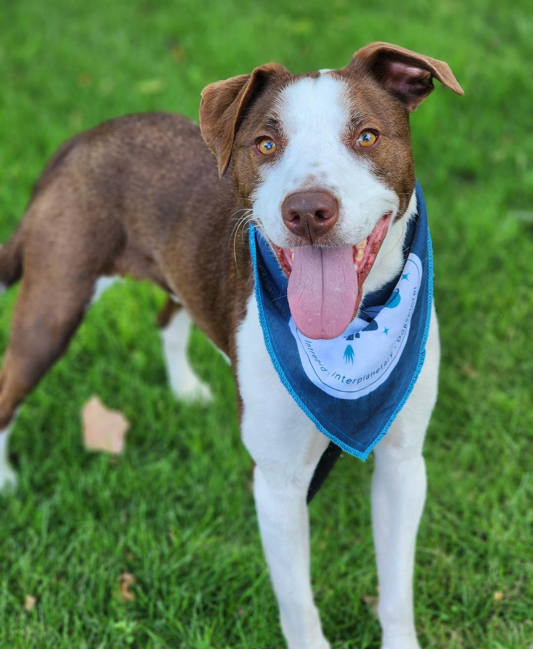 Boomer, a Adoptable mixed breed in Phenix City, AL image 2/6