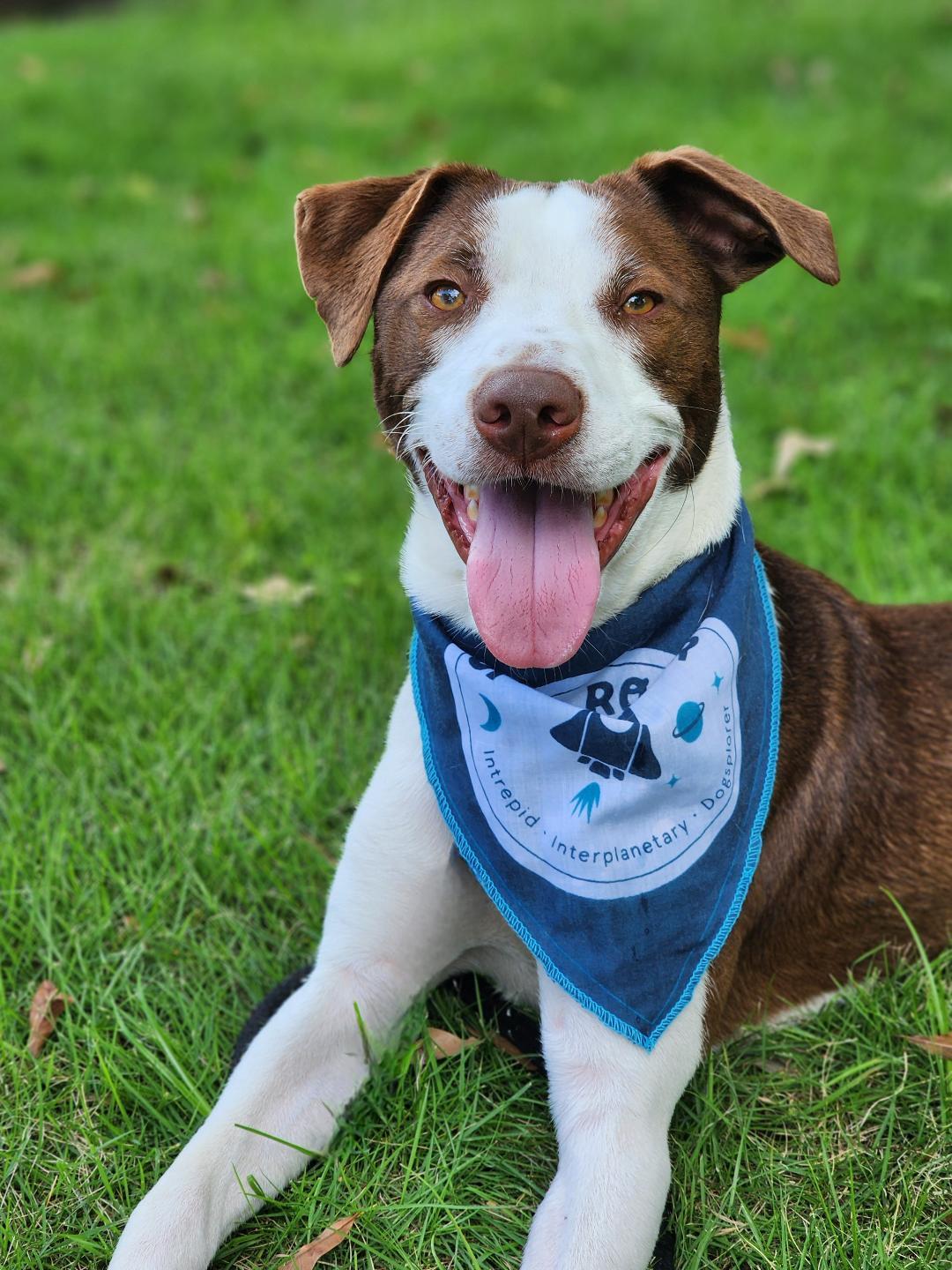 Boomer, a Adoptable mixed breed in Phenix City, AL image 3/6