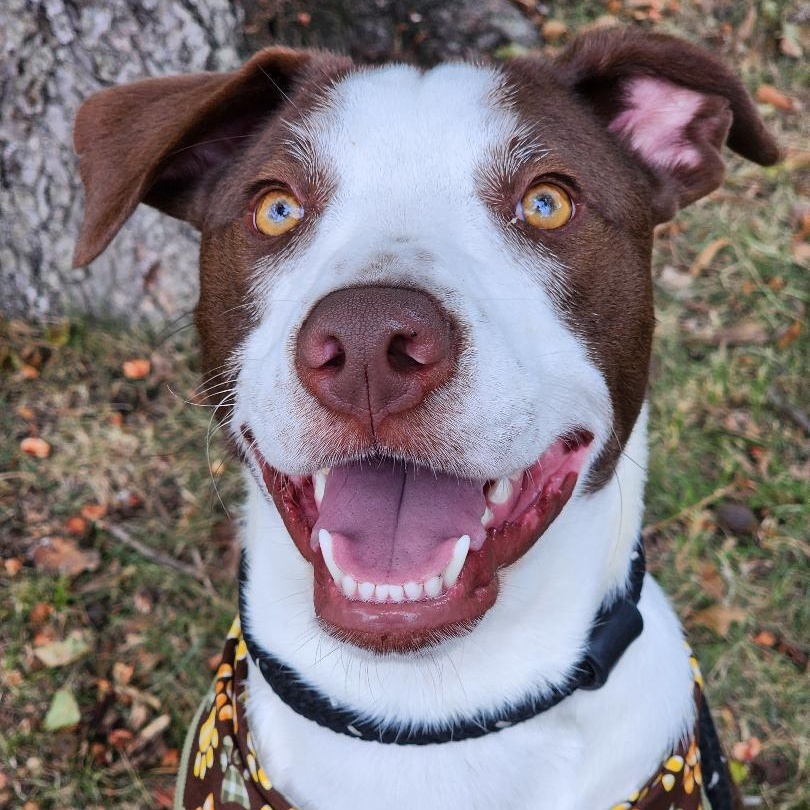 Boomer, a Adoptable mixed breed in Phenix City, AL image 4/6