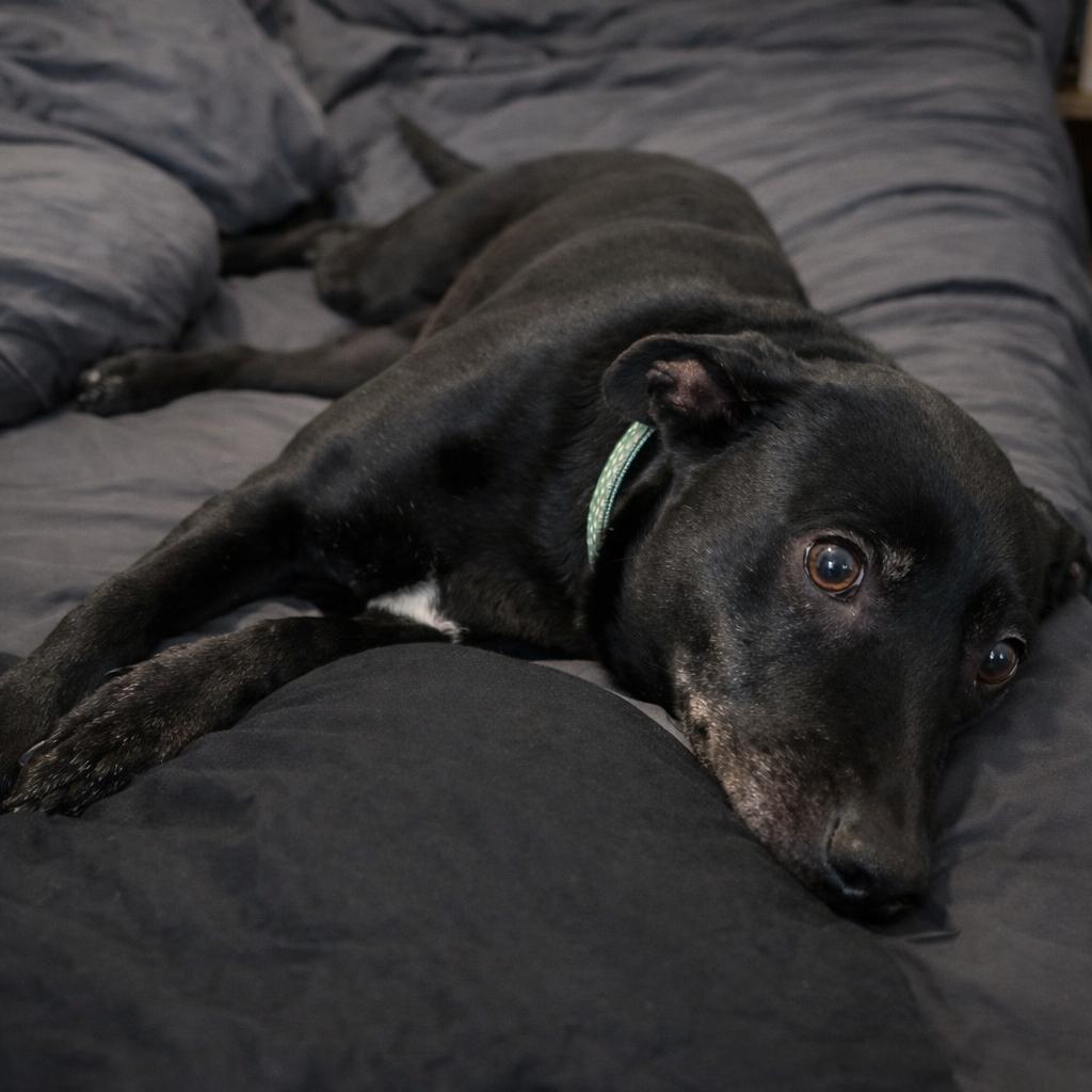 Enlarge Ellie, a Adoptable mixed breed in Rogersville, MO image 2/6