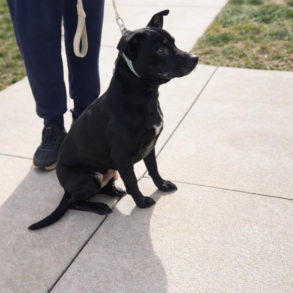 Enlarge Ellie, a Adoptable mixed breed in Rogersville, MO image 3/6
