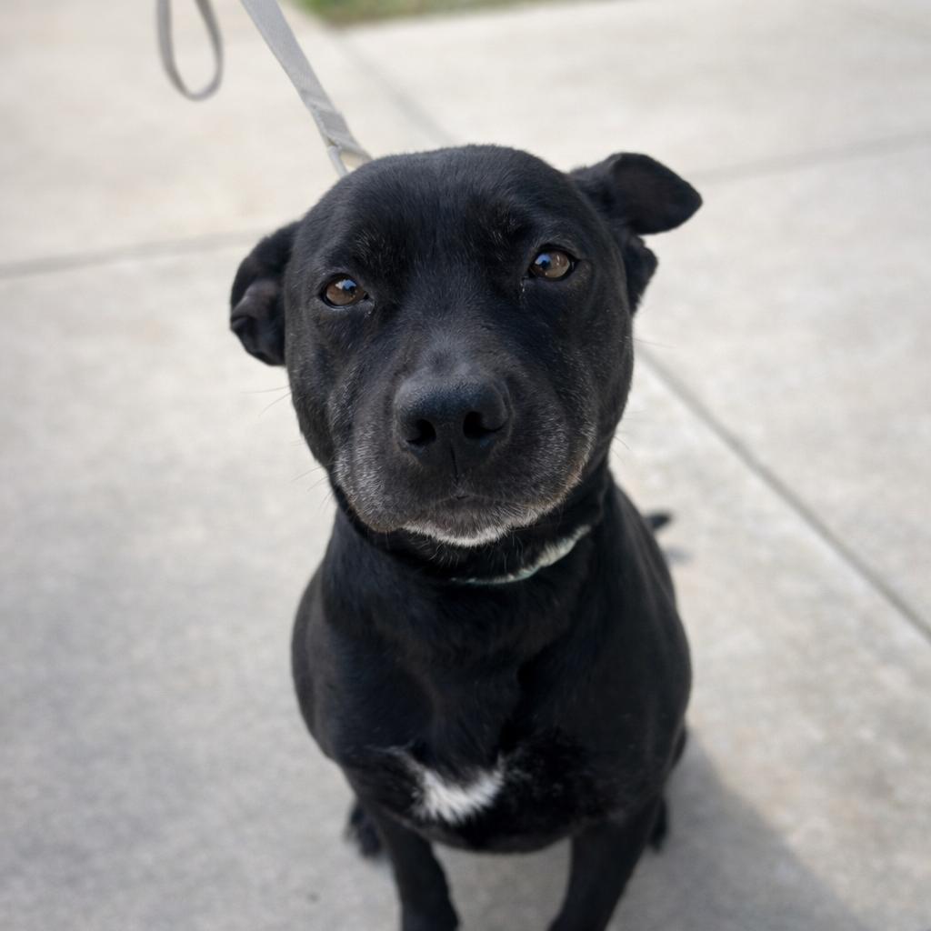 Enlarge Ellie, a Adoptable mixed breed in Rogersville, MO image 4/6