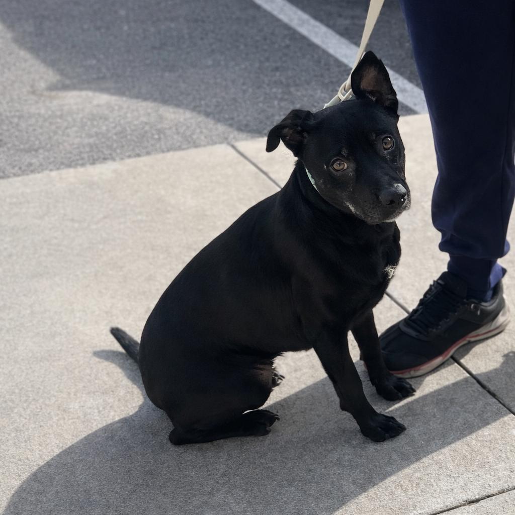 Enlarge Ellie, a Adoptable mixed breed in Rogersville, MO image 6/6