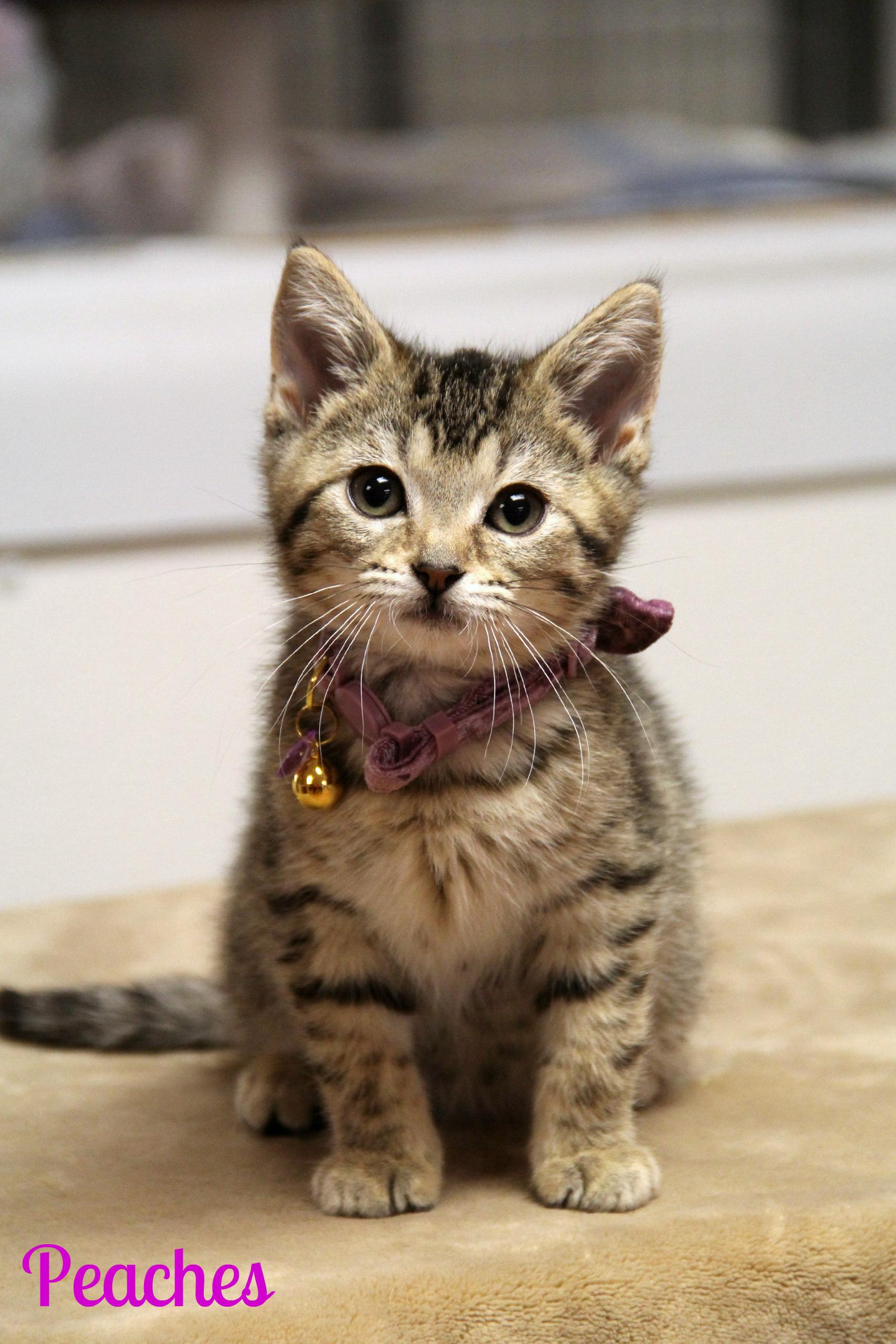 Peaches , ADOPTABLE, Kitten Female Domestic Short Hair.