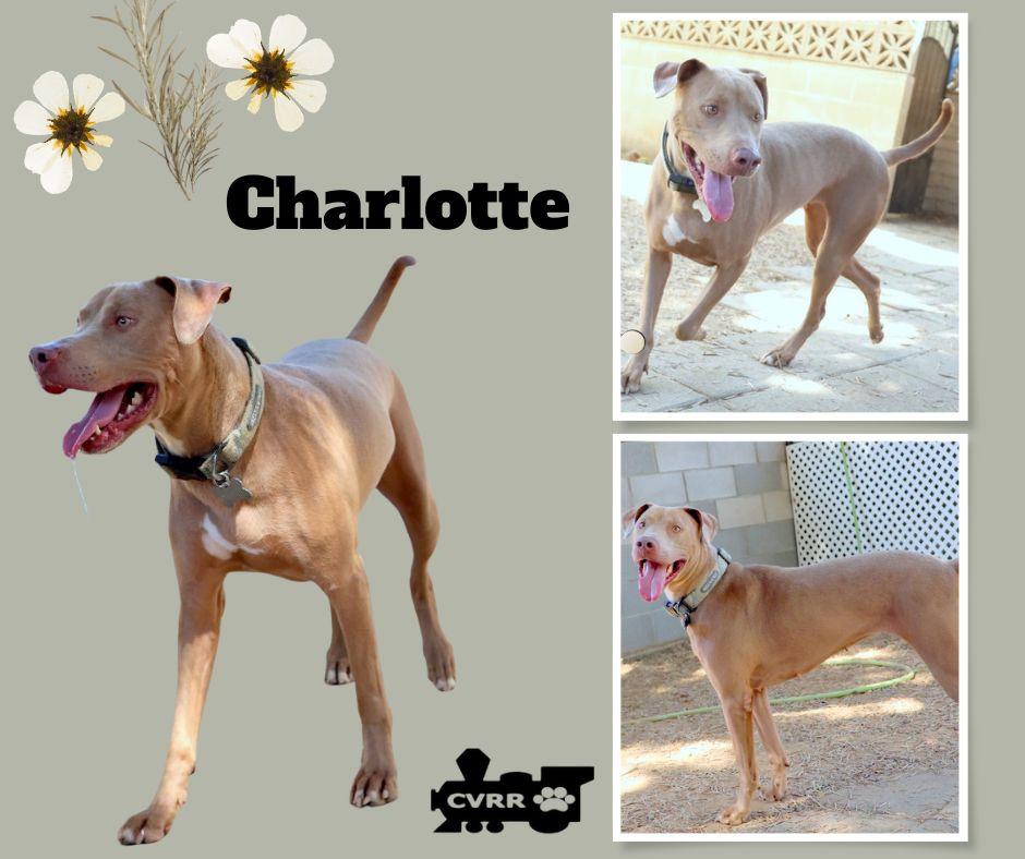 Enlarge Charlotte, a Adoptable mixed breed in LINDSAY, CA image 1/1