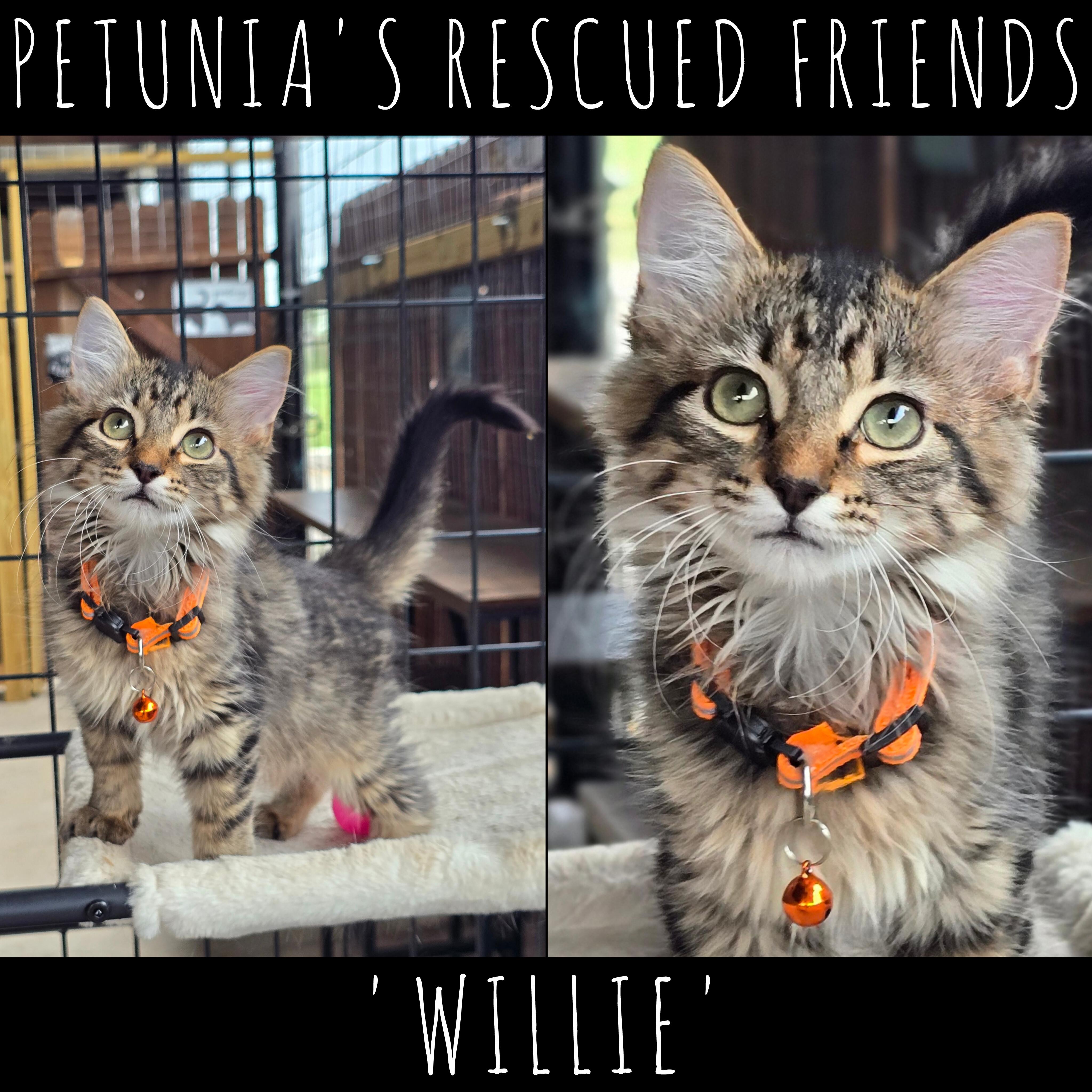 Enlarge Willie, a Adoptable Domestic Long Hair in Castroville, TX image 1/1