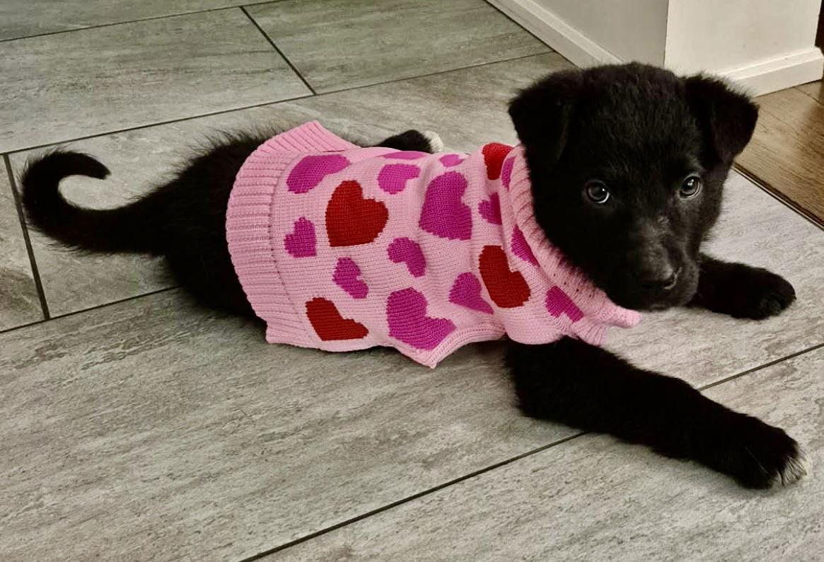 LOVE BUG, Adopted, Puppy Male Border Collie & Husky.