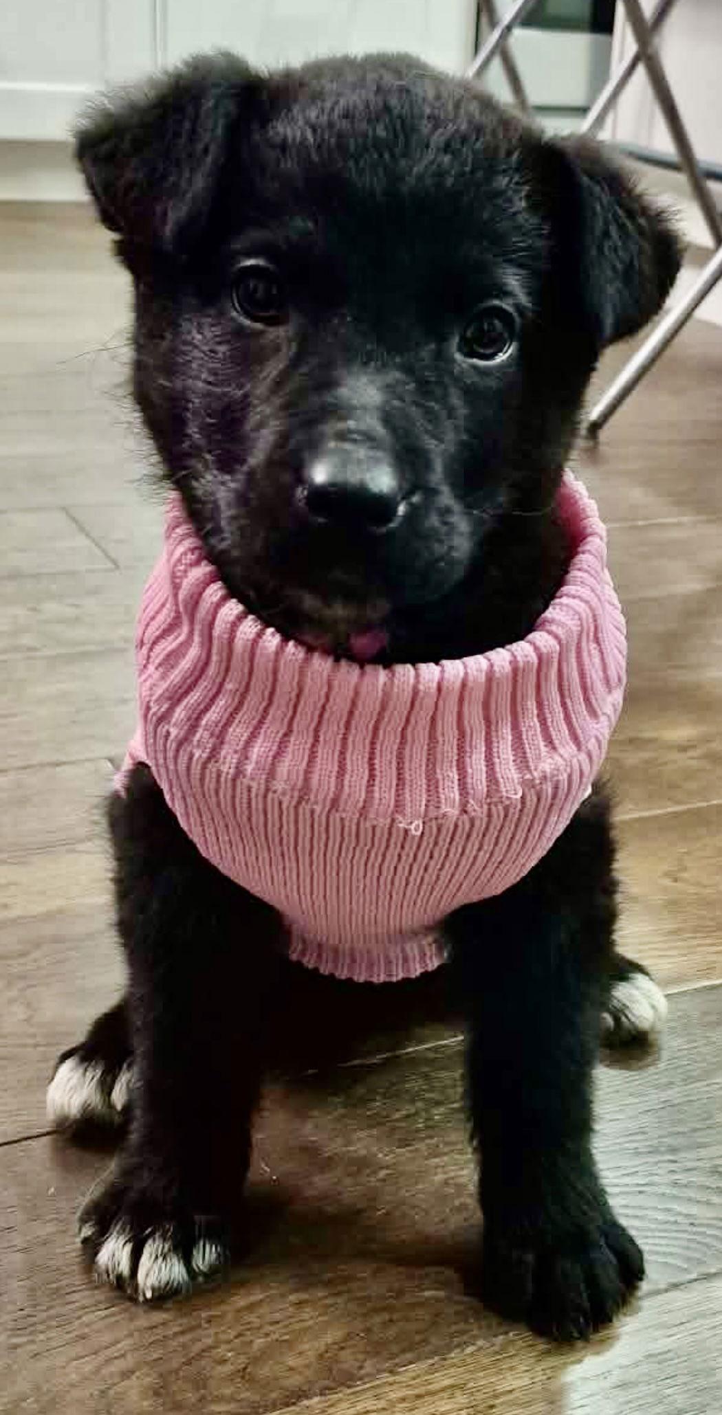 Enlarge LOVE BUG, a Adopted mixed breed in Minesing, ON image 2/3